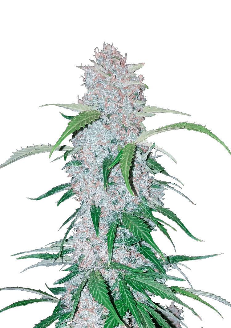 Six Shooter Auto Seeds