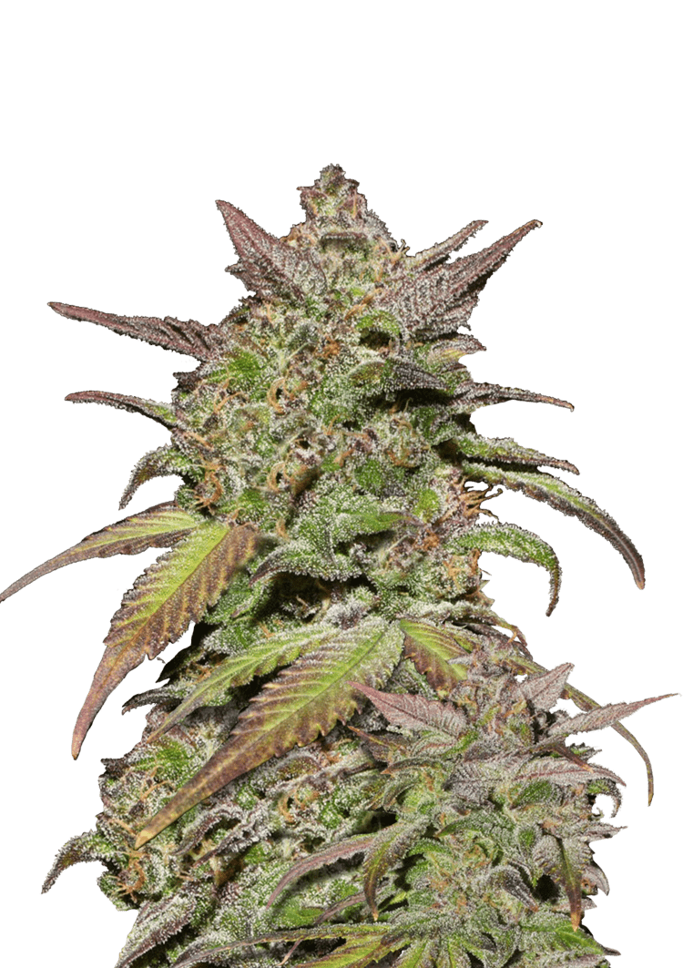 Smoothie Auto Seeds