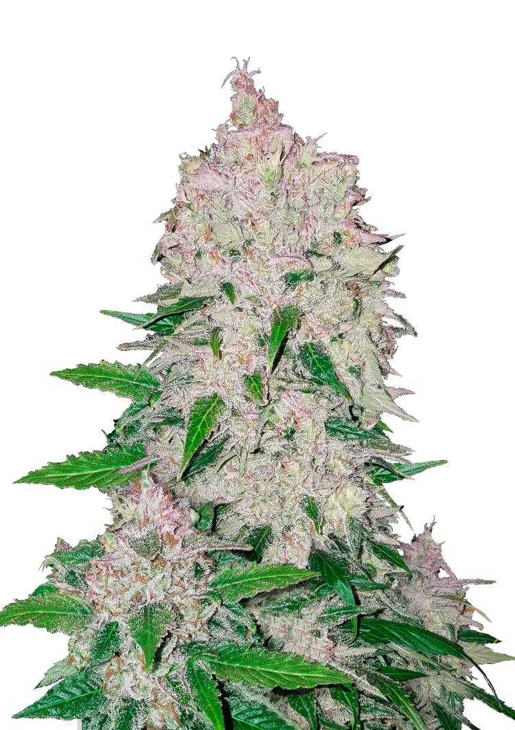 Stardawg Auto Seeds