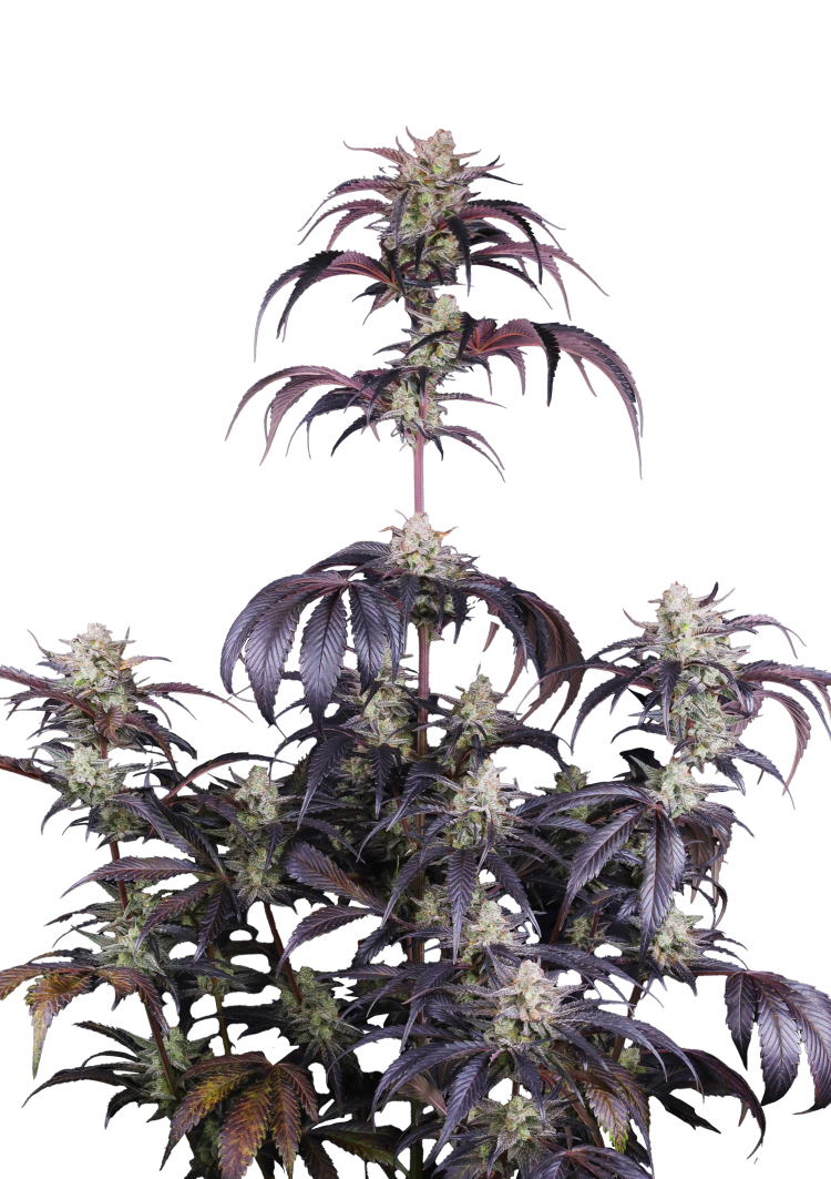 Strawberry Gorilla Auto RF3 Seeds