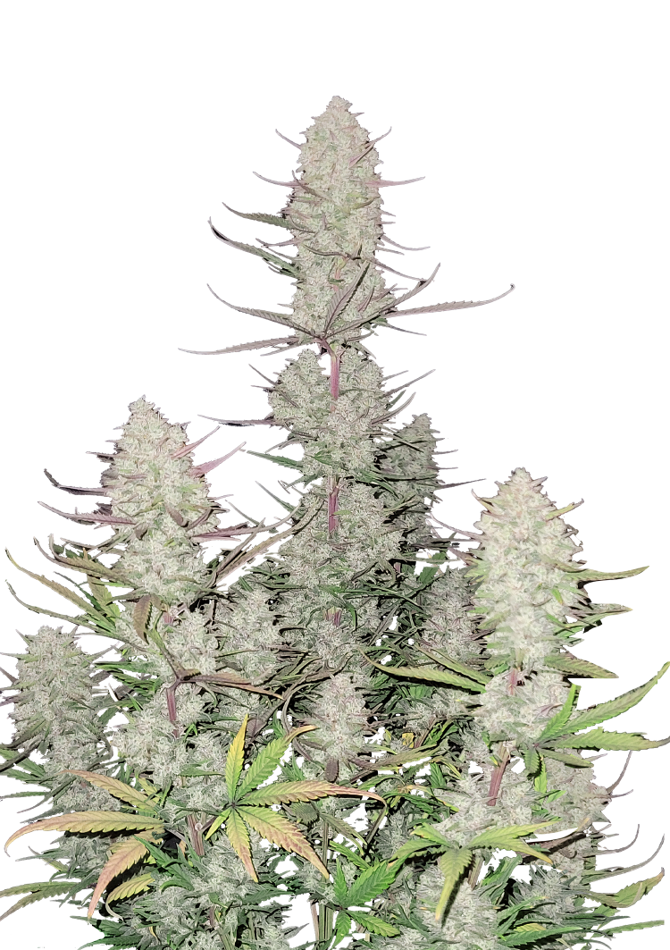 Tropicana Cookies Auto Seeds