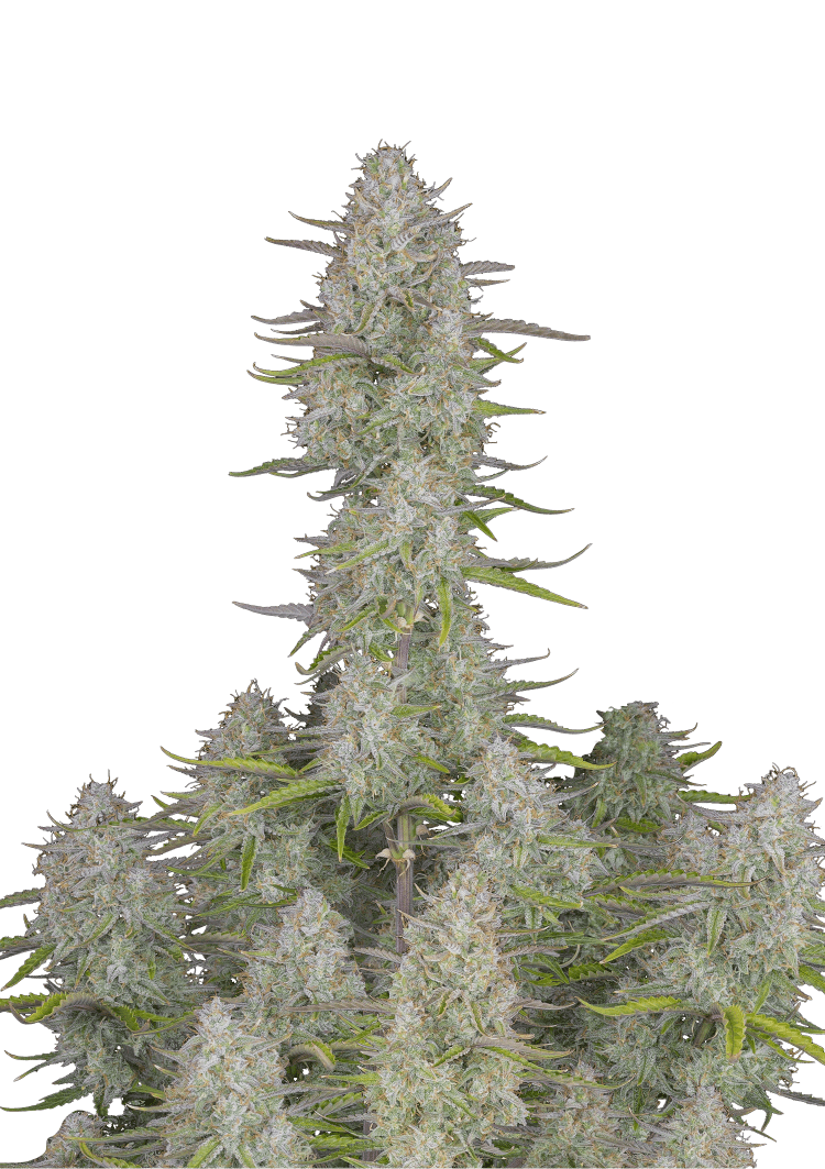 Wedding Cheesecake Auto Seeds