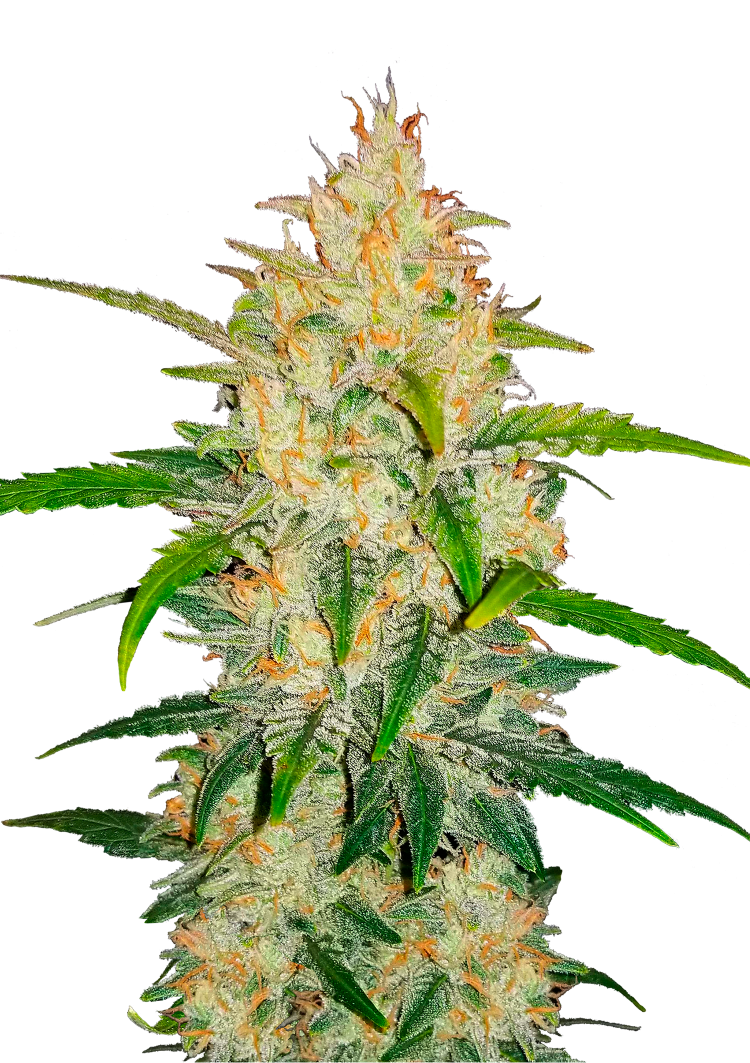 Z Auto Seeds