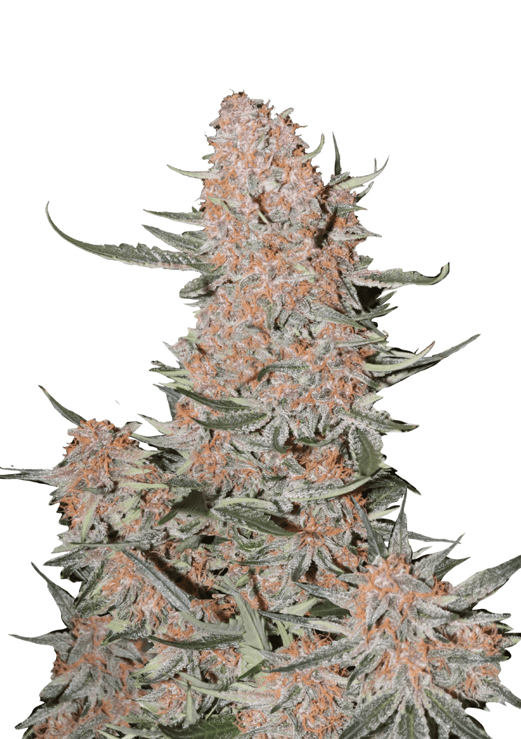Ztrawberriez Auto Seeds
