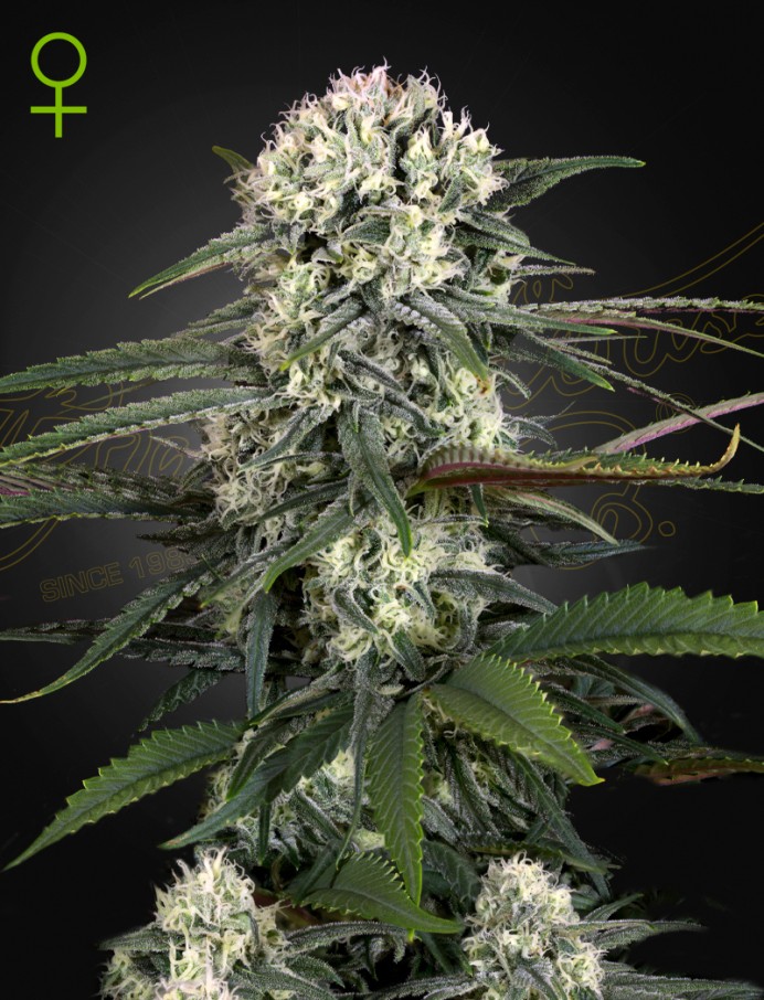 Auto-Bomb Seeds