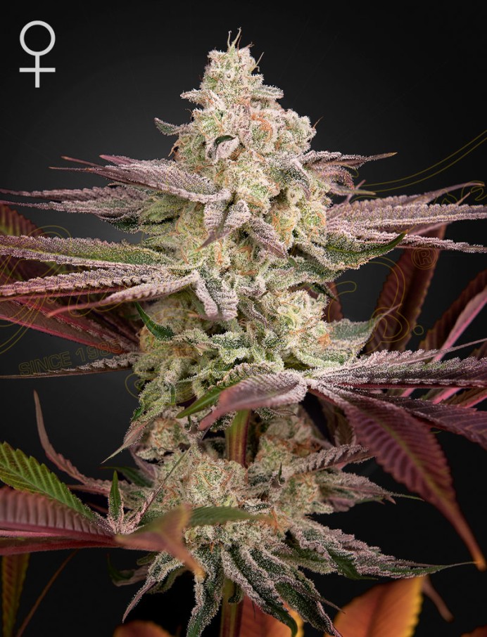 Chemical Bride Seeds