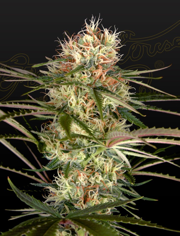Exodus Cheese x Jack Herer x NL5 Seeds