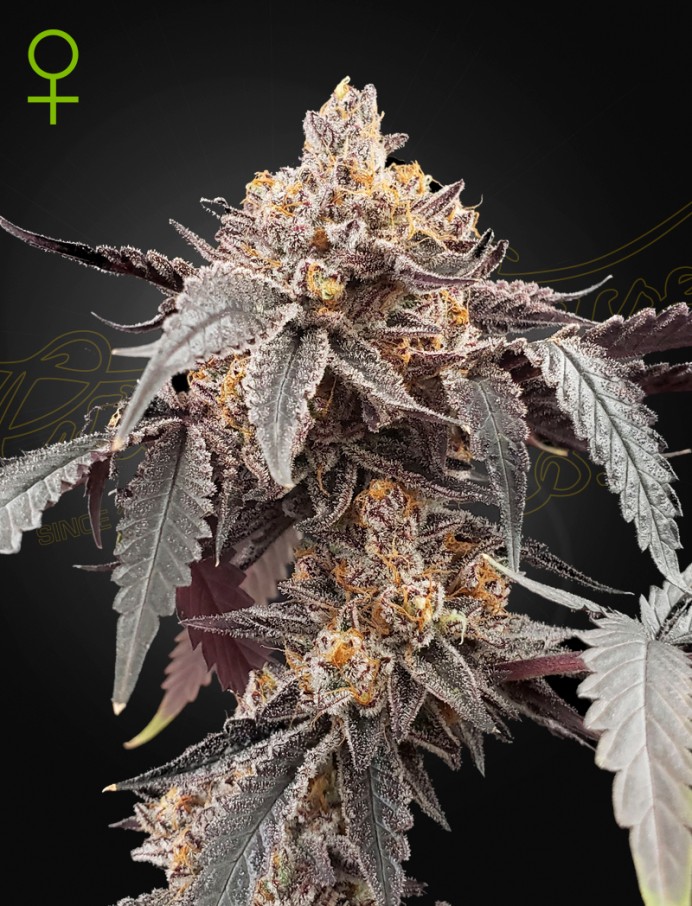 Guava x Gelato 41 Auto Seeds