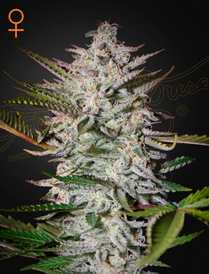 Holy Punch Seeds