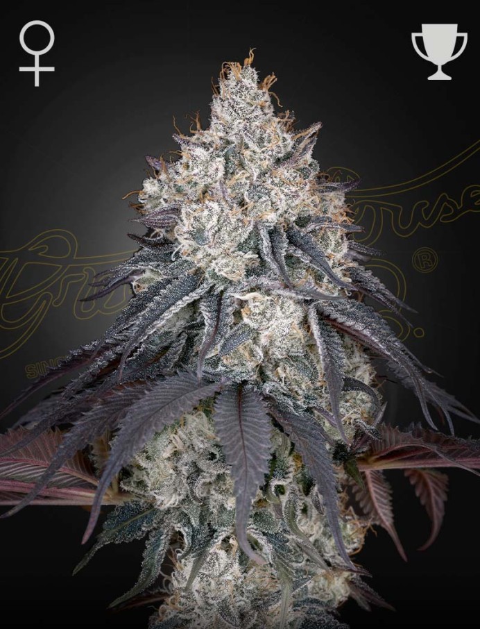 Lemon Orange Seeds