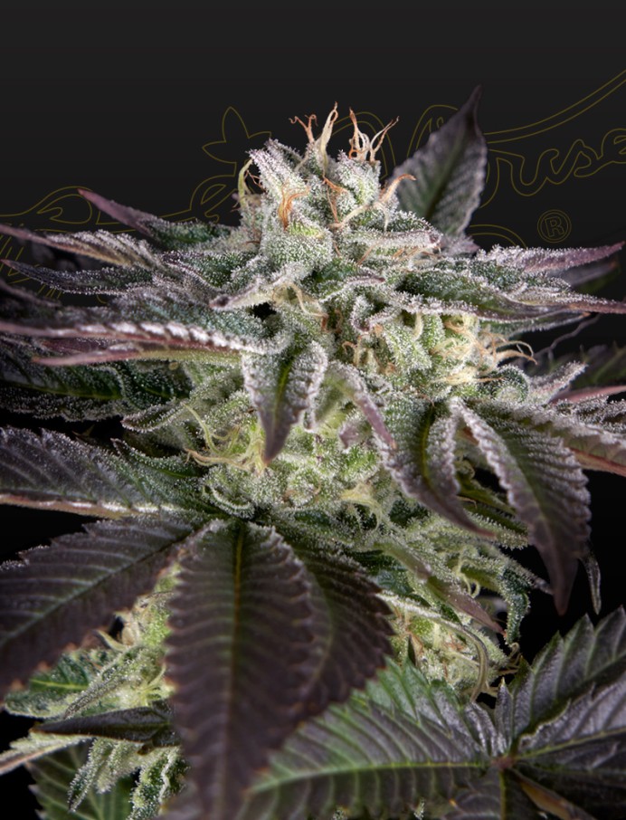 Sweet Valley Kush x Amnesia x Dosidos Seeds