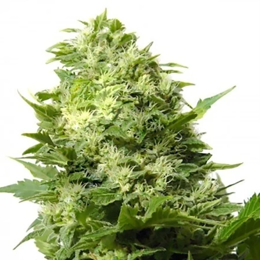 Cannalope Haze Seeds
