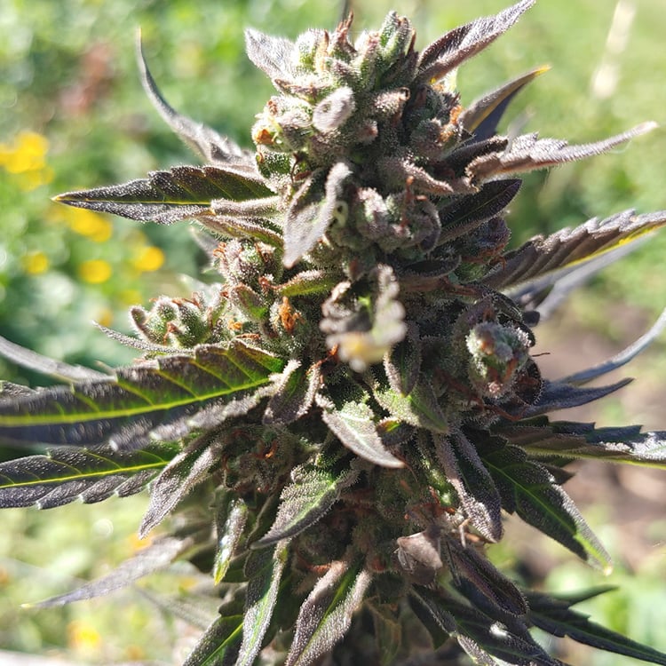 Casey Jones Seeds
