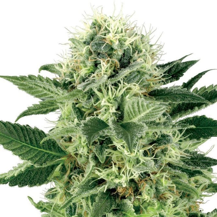 Cataract Kush Auto Seeds