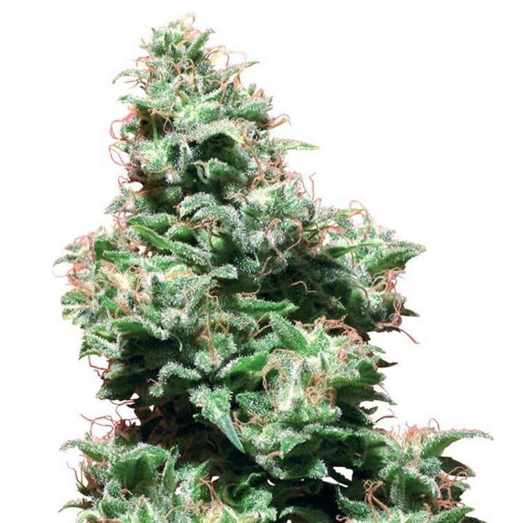 Conspiracy Kush Seeds