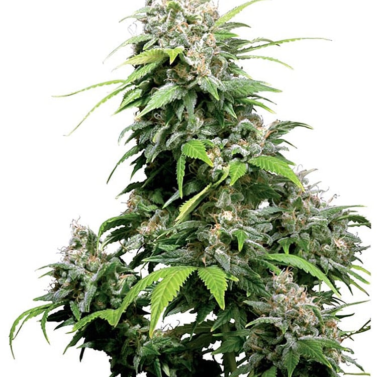 Cookie Monster Seeds