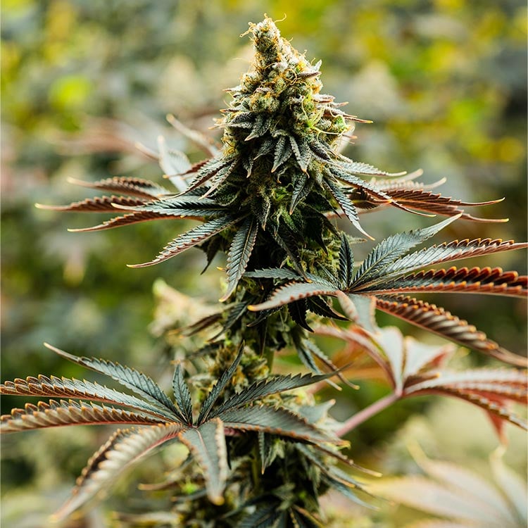 Four Way Seeds