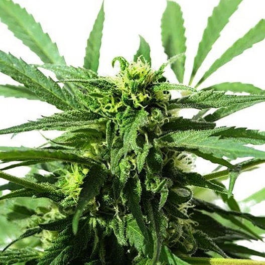 Golden Ticket Auto Seeds