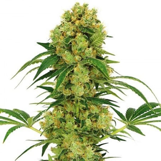 Hempstar Auto Seeds