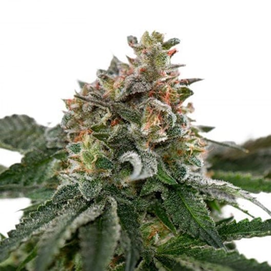 Kryptonite Auto Seeds