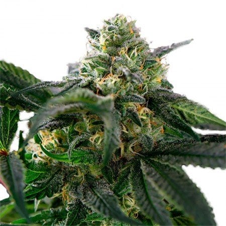 Master Yoda Auto Seeds