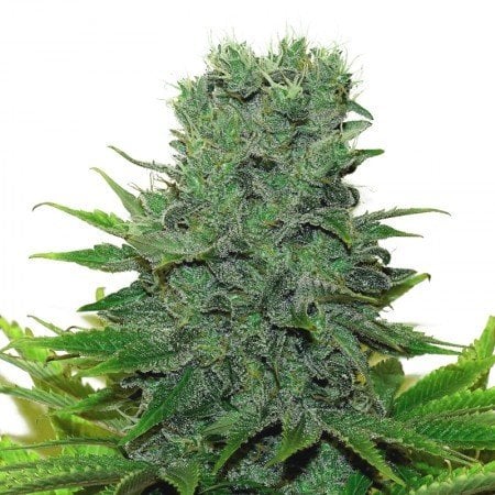 Medibud Seeds