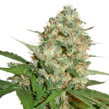 Pineapple Kush Auto Seeds