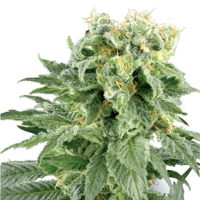 Platinum Bubba Kush Auto Seeds