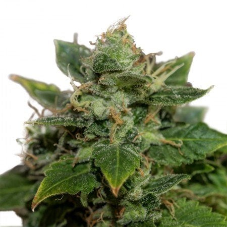 Power Kush Auto Seeds