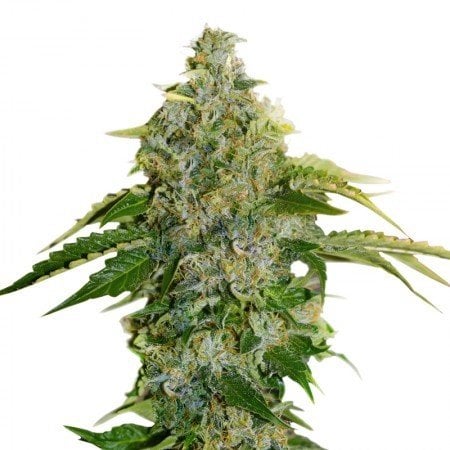 Shishkaberry Seeds