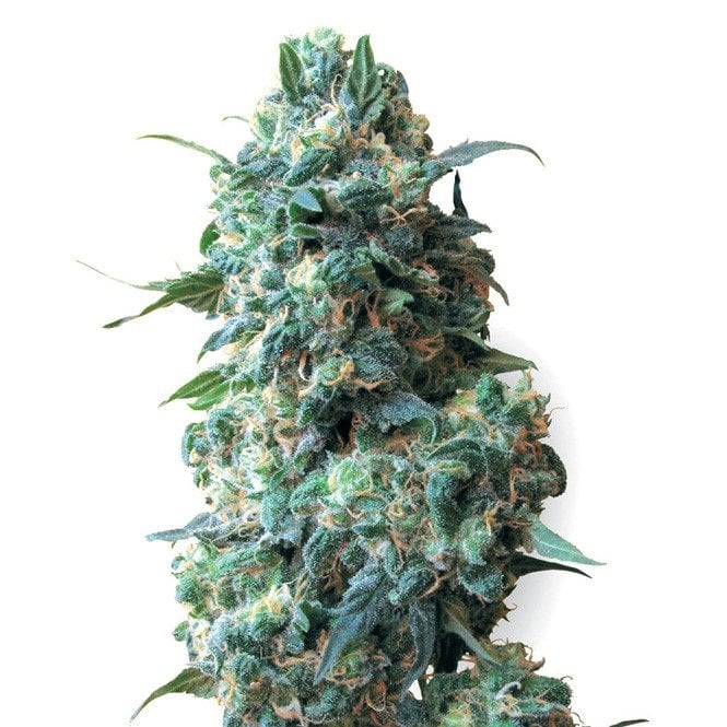 Silver Haze Seeds