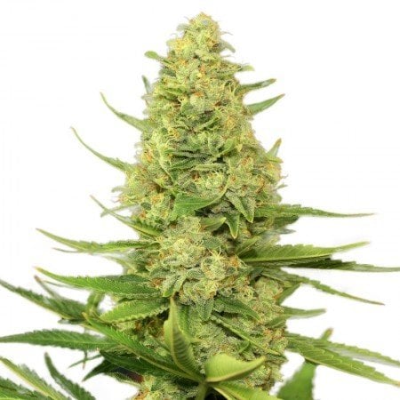 Strawberry Lemonade Seeds