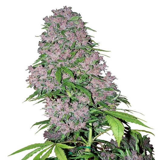 Super Jack Auto Seeds