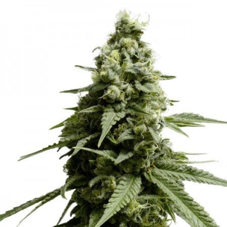 Thin Mint GSC Auto Seeds