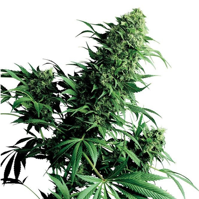 Timewreck Seeds