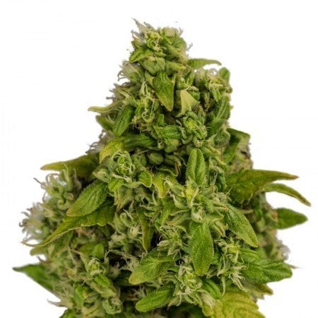 White Rhino Auto Seeds