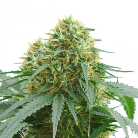 Willie Nelson Seeds