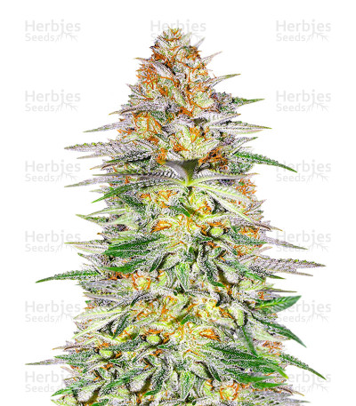 Alpha 21 Seeds