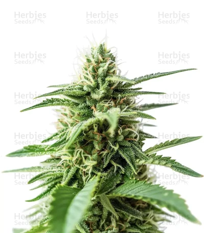 Amnesia Haze Seeds