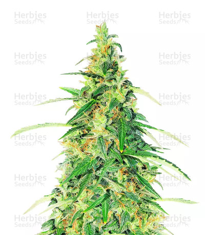 Apple Betty Auto Seeds