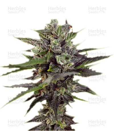 Auto Blueberry Seeds