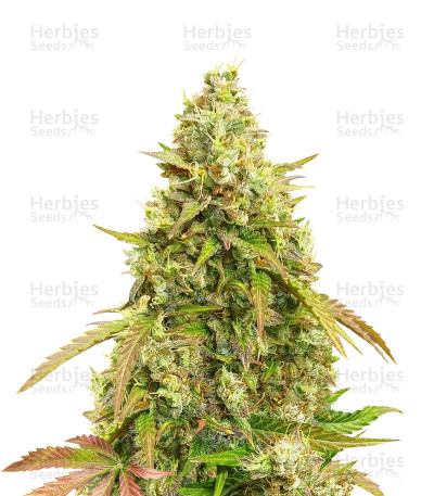 Auto White Widow Seeds
