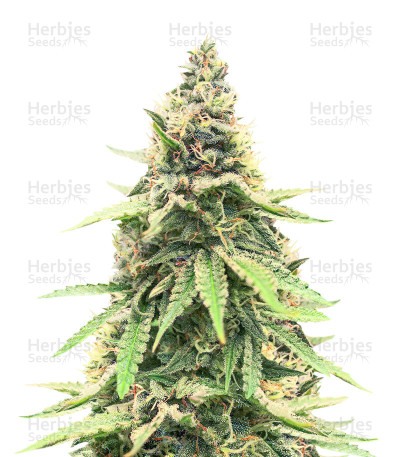 Critical Amnesia Seeds