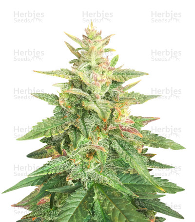 Big Bud Auto Seeds