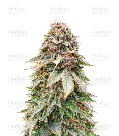 Blackberry Moonrocks Seeds