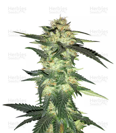 Blue Gelato 41 Seeds