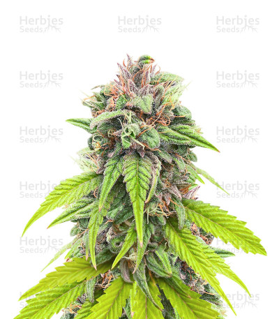 Bruce Banner # Seeds