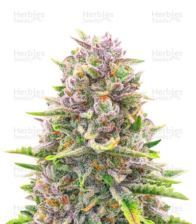 Bruce Banner Autoflower Seeds