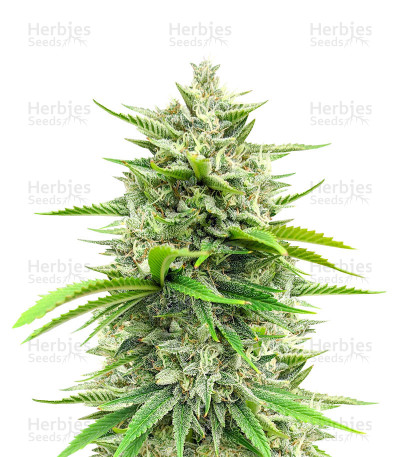 Bruce Banner Fast Version Seeds