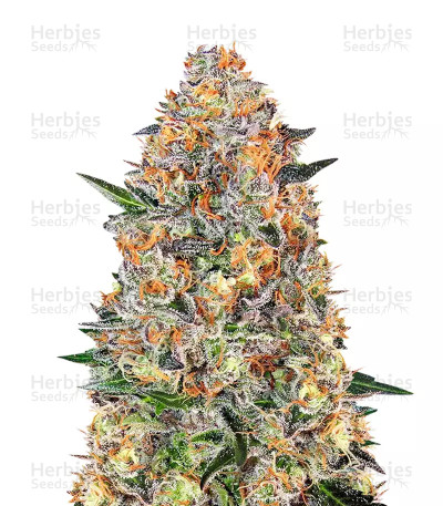 Bubba Kush Seeds